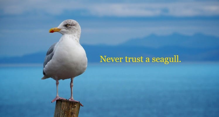 Never trust a seagull.